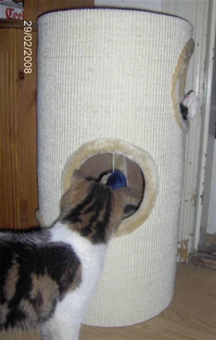 Exotic G.I.C. Tango - se hvad vi har fået billede 7