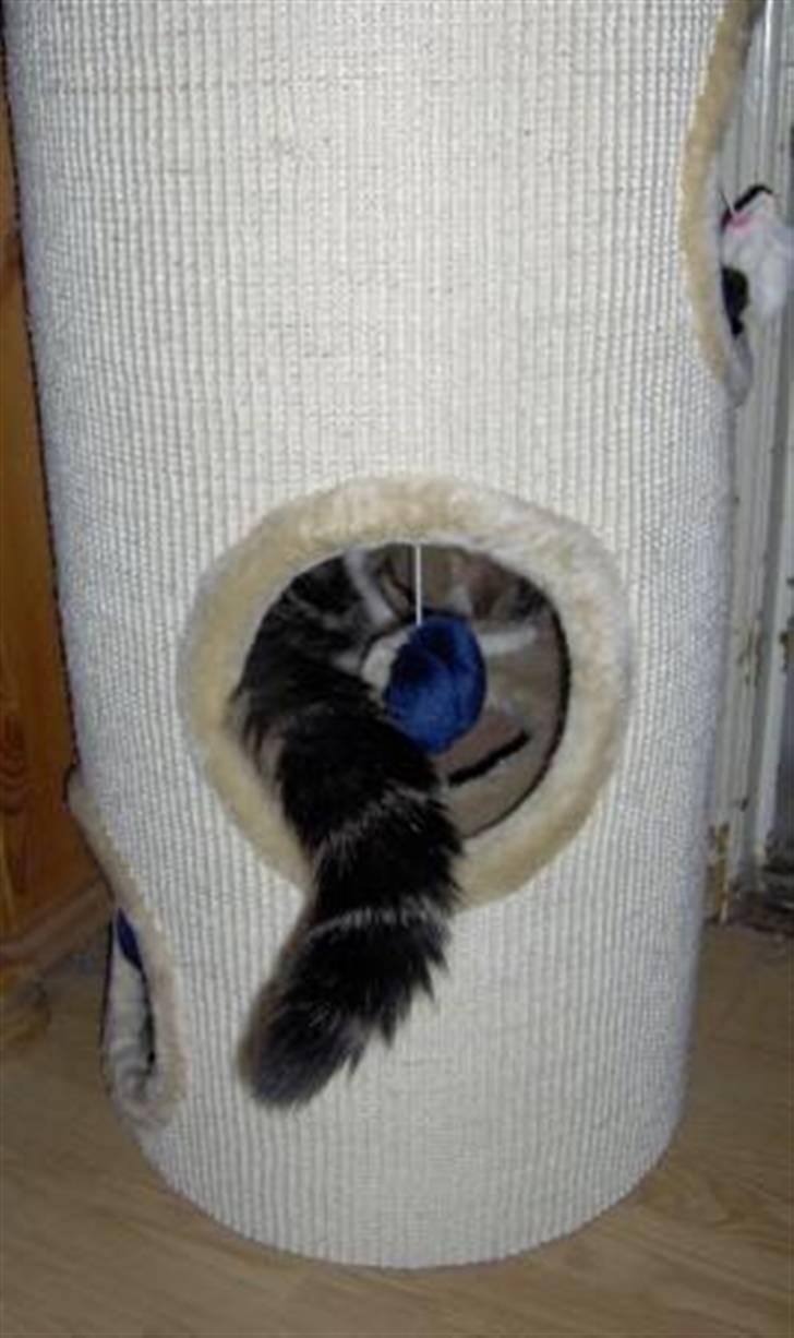 Exotic G.I.C. Tango - hov, men kan komme ind i den billede 8