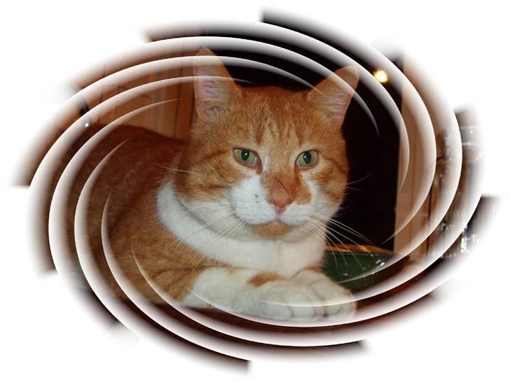 Huskat ~~Lion~~ - Velkommen til lions profil<3 husk at ligge en komentar og bedømmelse:) billede 1