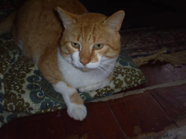 Huskat ~~Lion~~ billede 2