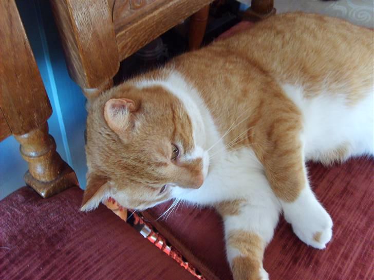 Huskat ~~Lion~~ billede 3