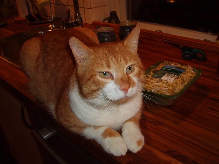 Huskat ~~Lion~~ billede 4