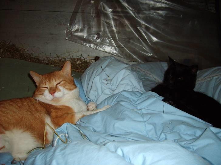 Huskat ~~Lion~~ billede 5