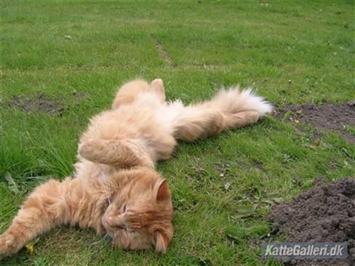 Blanding af racer pomba billede 1