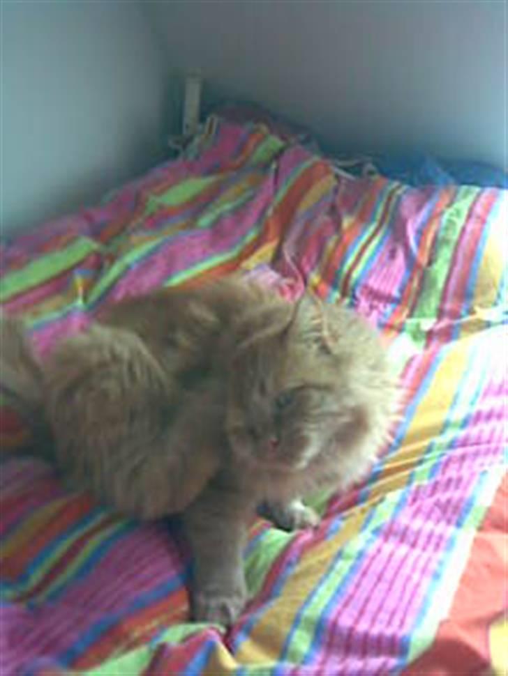 Blanding af racer pomba billede 2