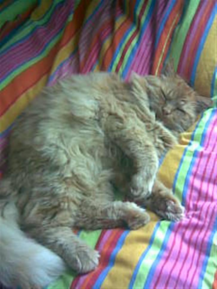 Blanding af racer pomba billede 3