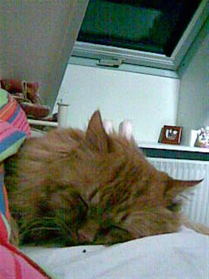 Blanding af racer pomba billede 4