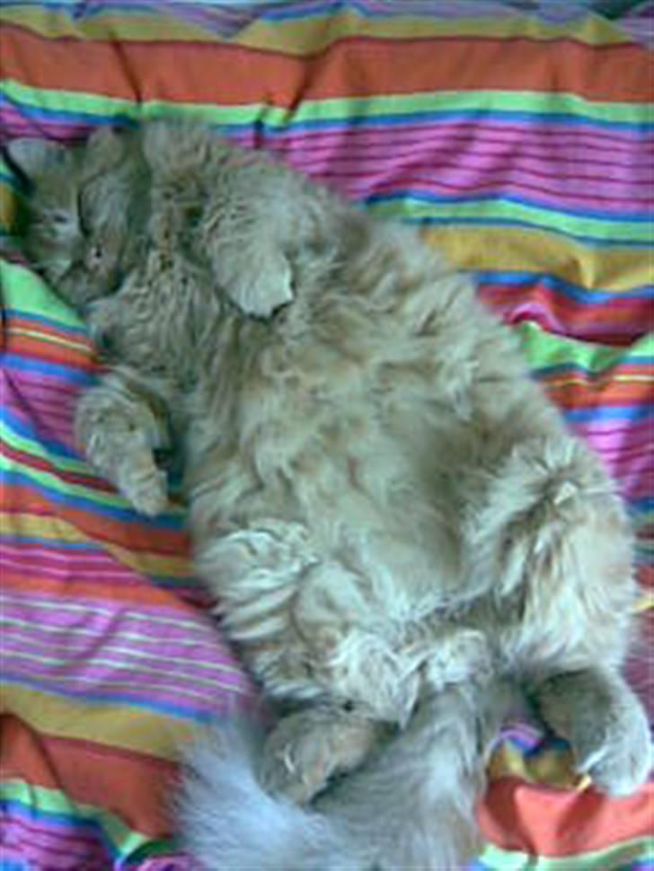 Blanding af racer pomba billede 5