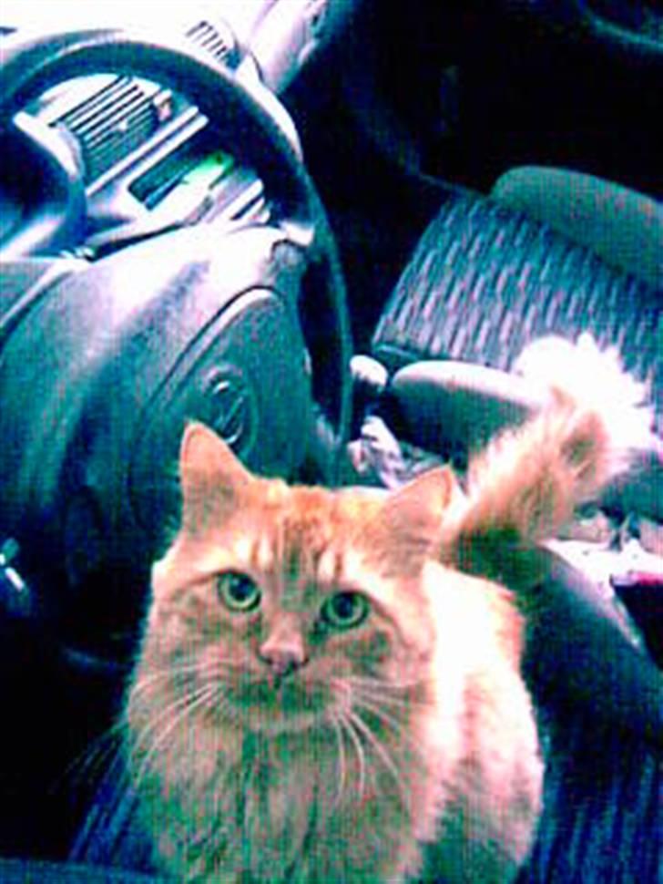 Blanding af racer pomba billede 6