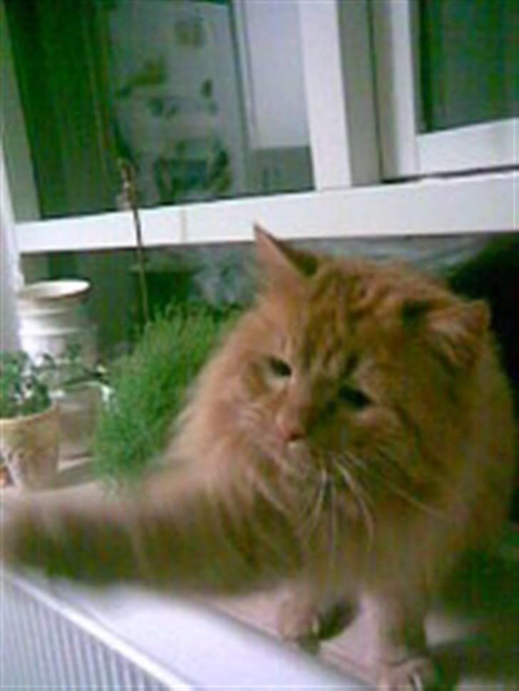 Blanding af racer pomba billede 7