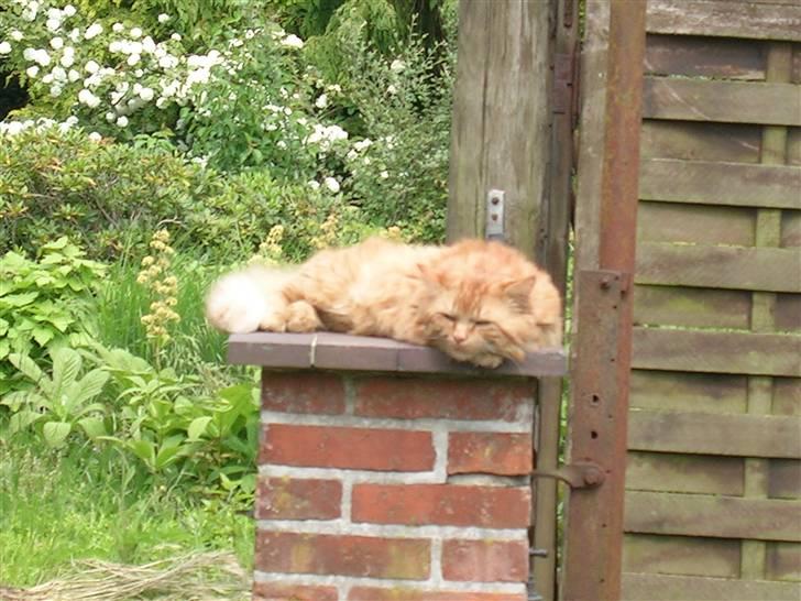 Blanding af racer pomba billede 8