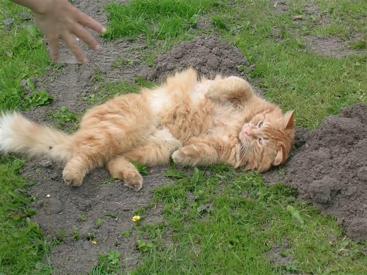 Blanding af racer pomba billede 9