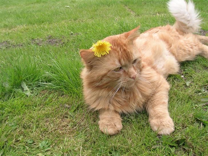 Blanding af racer pomba billede 10