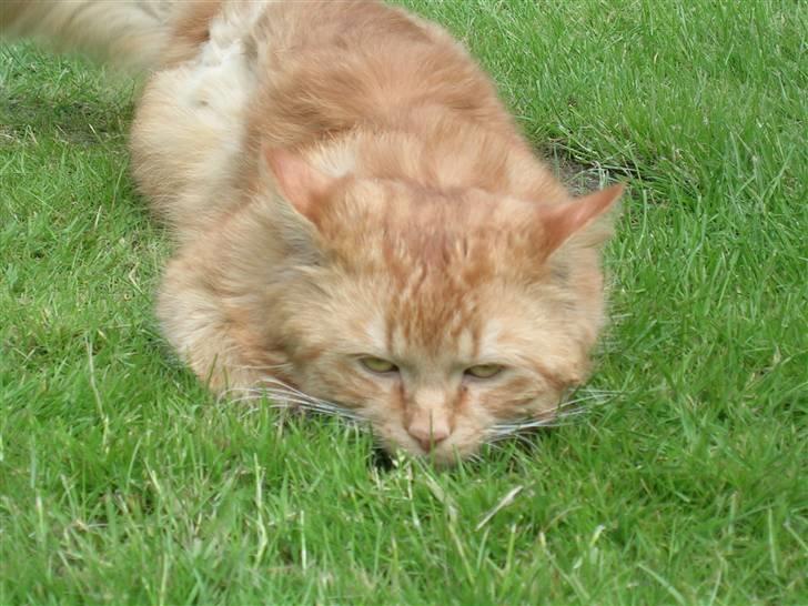 Blanding af racer pomba billede 12