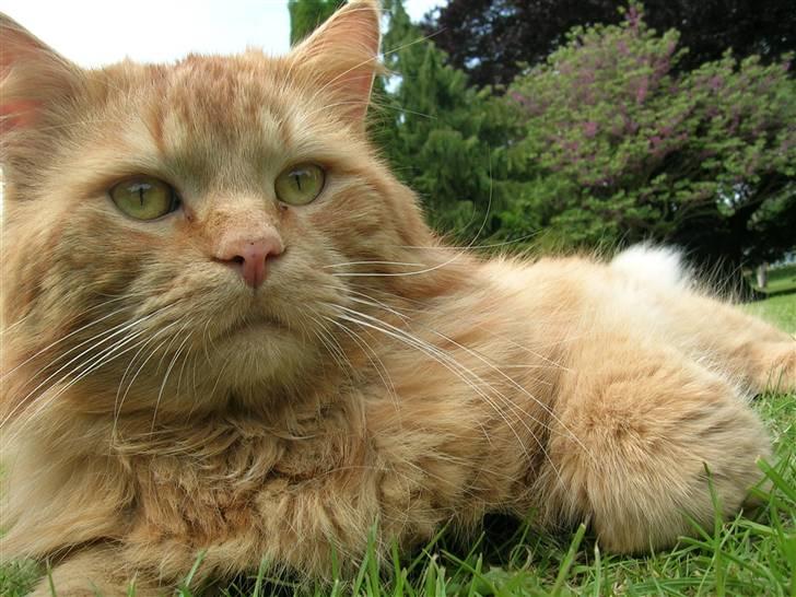 Blanding af racer pomba billede 13