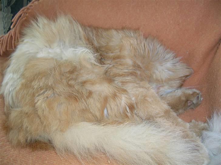 Blanding af racer pomba billede 14