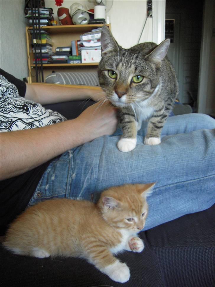 Blanding af racer Simba billede 7