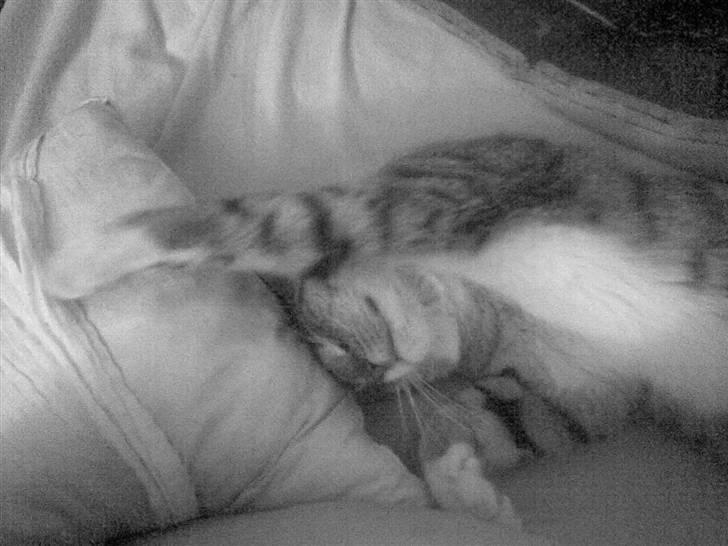 Blanding af racer Simba billede 8