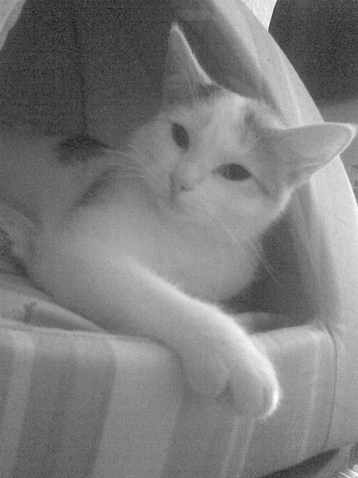 Blanding af racer Kida *solgt* billede 11