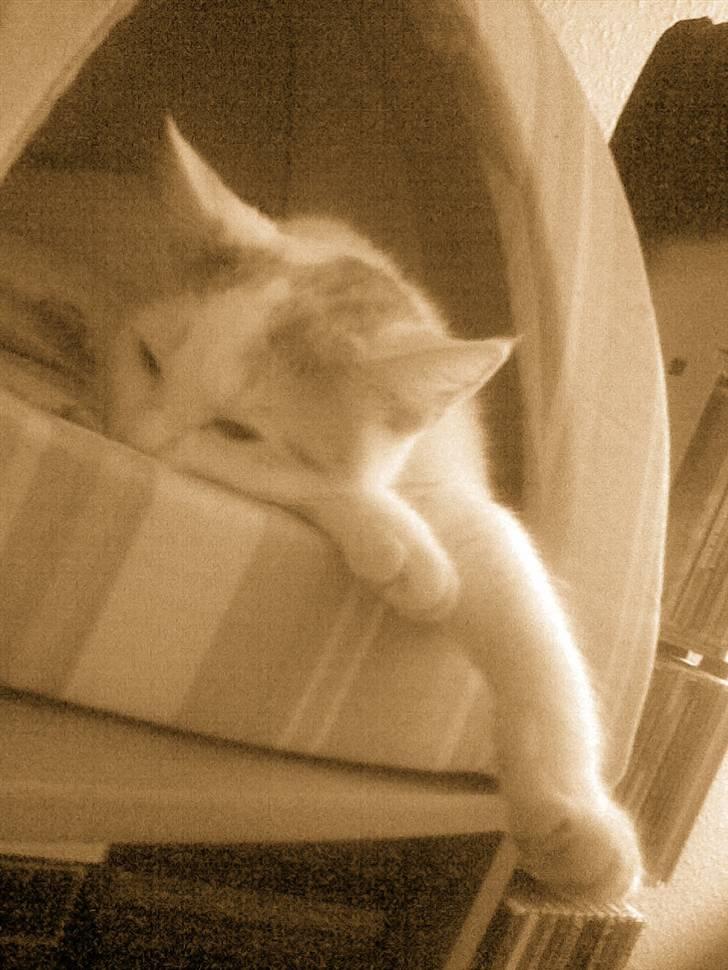 Blanding af racer Kida *solgt* billede 12