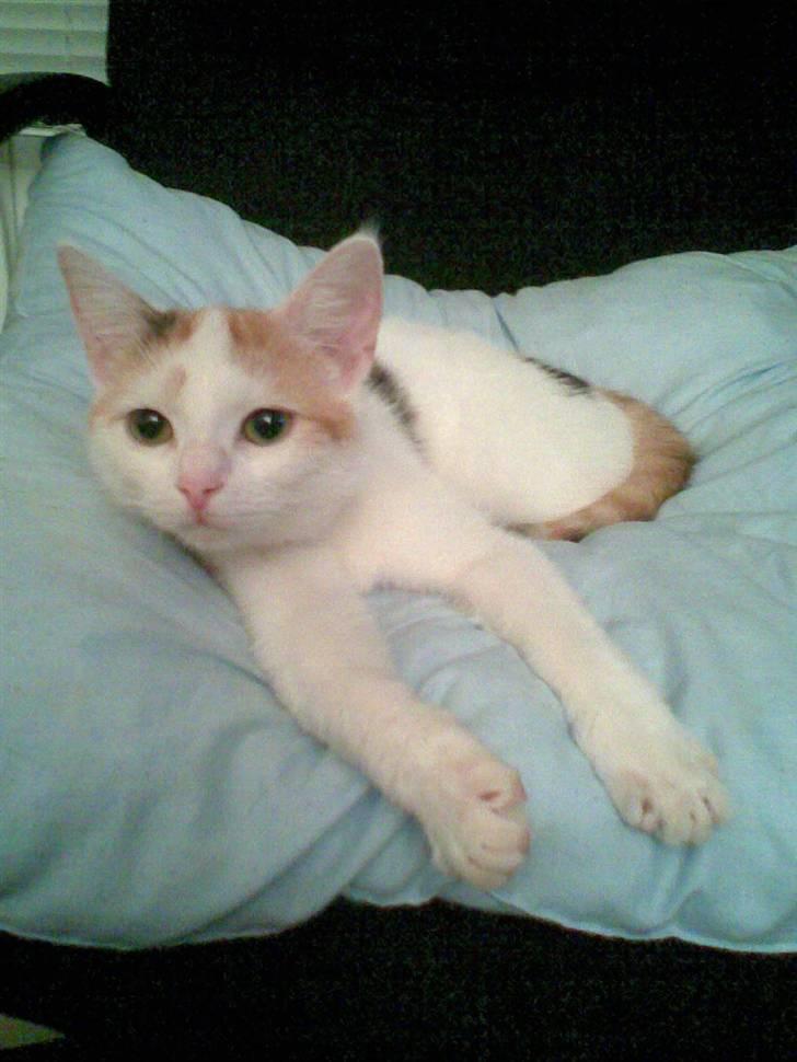 Blanding af racer Kida *solgt* billede 13