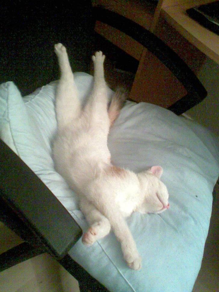 Blanding af racer Kida *solgt* billede 14