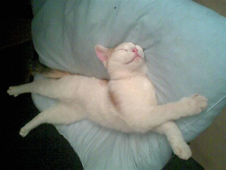 Blanding af racer Kida *solgt* billede 15