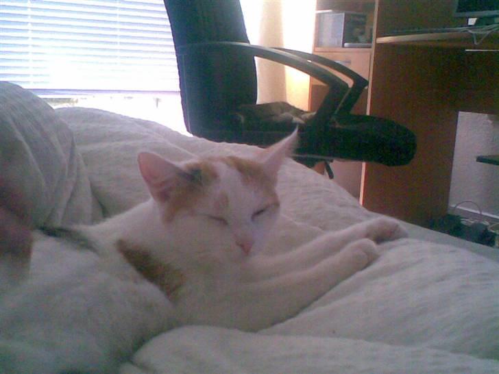 Blanding af racer Kida *solgt* billede 16