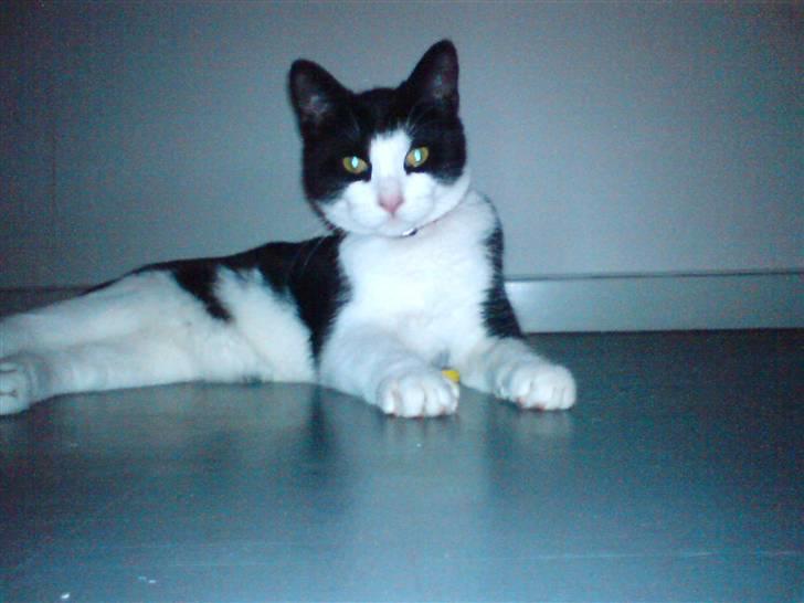 Huskat LULU  billede 1