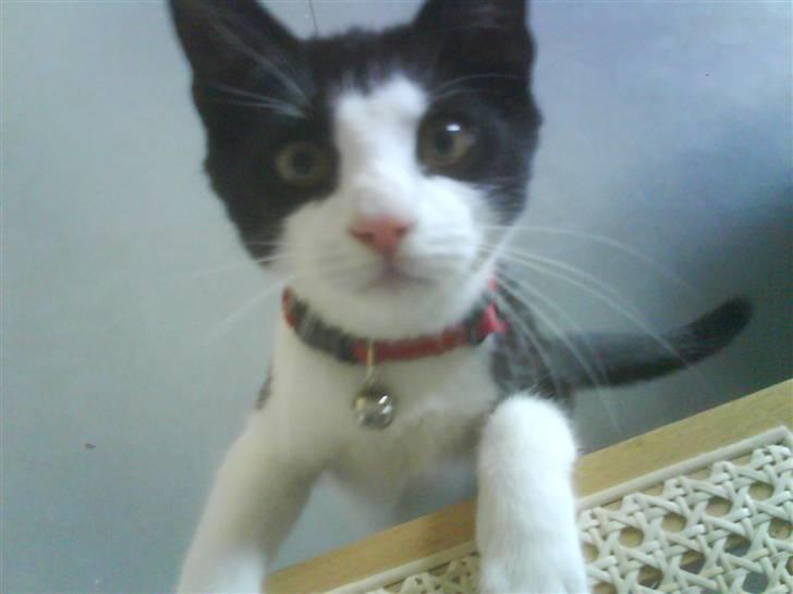 Huskat LULU  billede 2