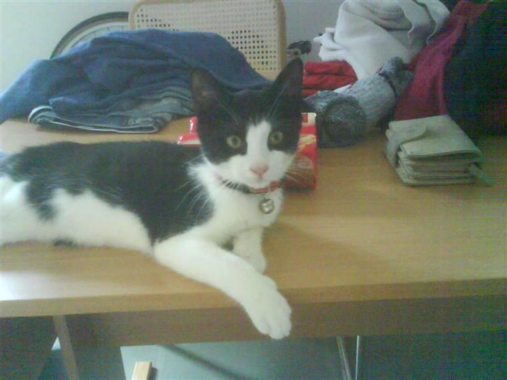 Huskat LULU  billede 3