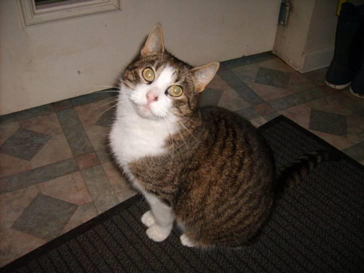 Huskat Matilde billede 6