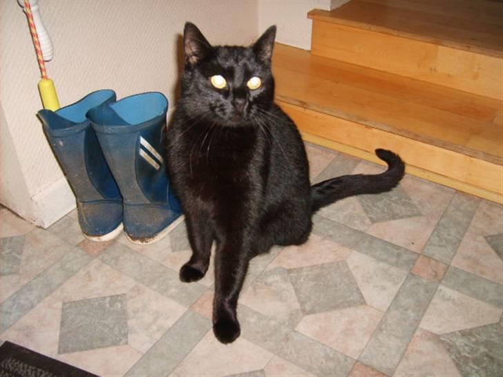 Huskat Rasmus billede 14