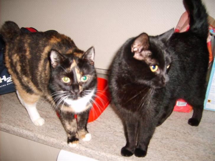 Huskat Mille billede 17