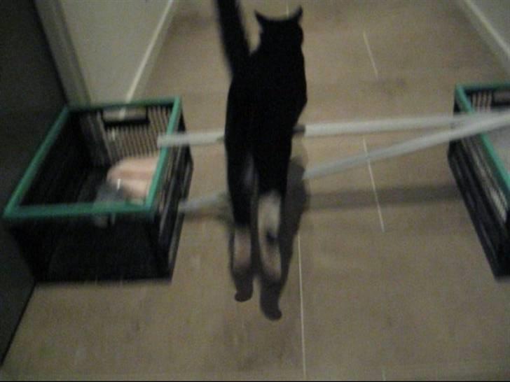 Huskat    (¯`v´¯) Hubbi  (¯`v´¯) - , lige et lille opvarmnings spring :D billede 1