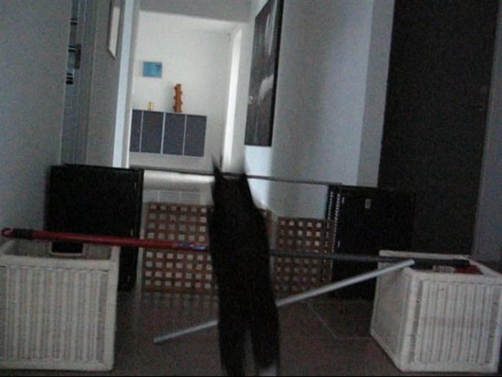 Huskat    (¯`v´¯) Hubbi  (¯`v´¯) - bare en ´´lille´´ tripplebar :b billede 2
