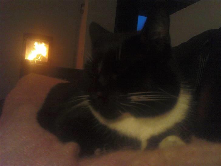 Huskat    (¯`v´¯) Hubbi  (¯`v´¯) billede 3