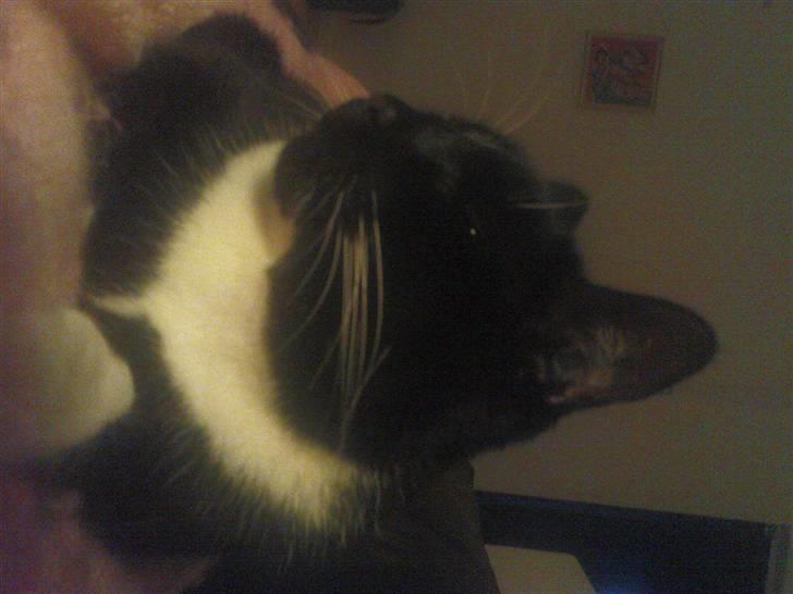 Huskat    (¯`v´¯) Hubbi  (¯`v´¯) billede 4