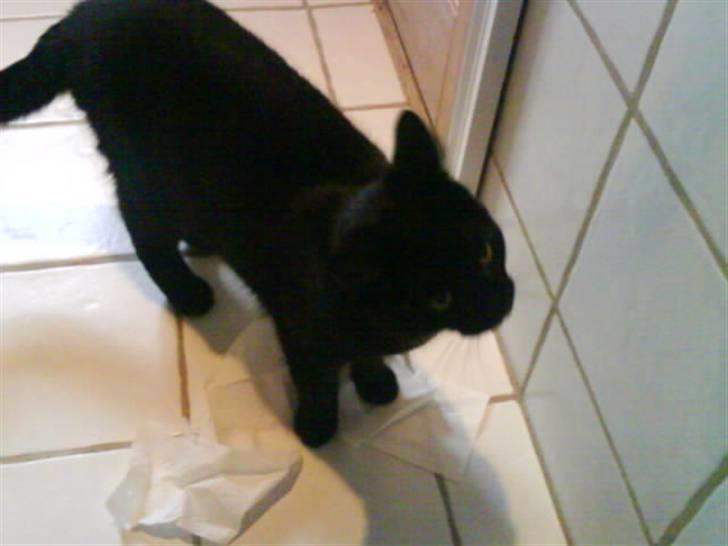 Huskat gustav (Væk!) billede 11