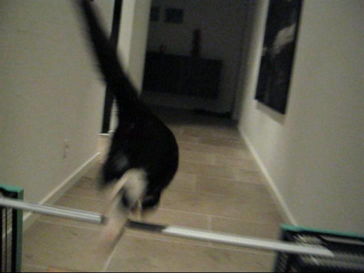 Huskat    (¯`v´¯) Hubbi  (¯`v´¯) billede 5