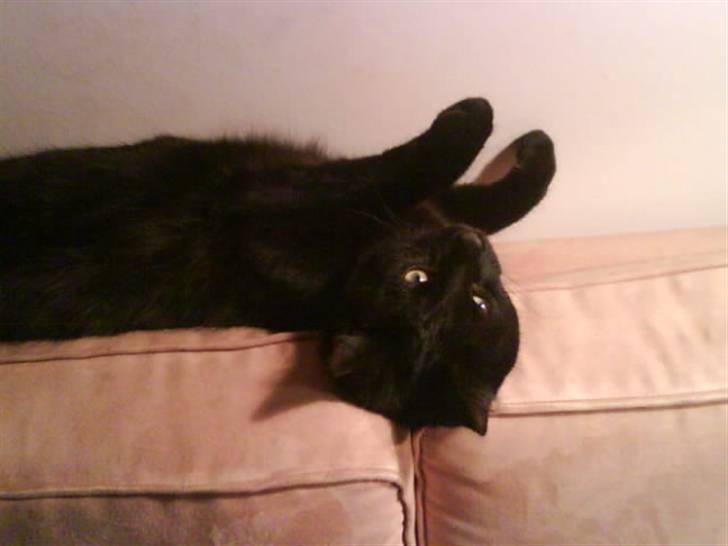 Huskat gustav (Væk!) billede 12