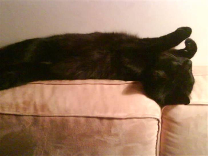 Huskat gustav (Væk!) billede 13