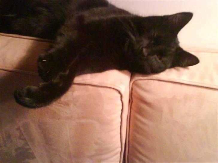 Huskat gustav (Væk!) billede 14