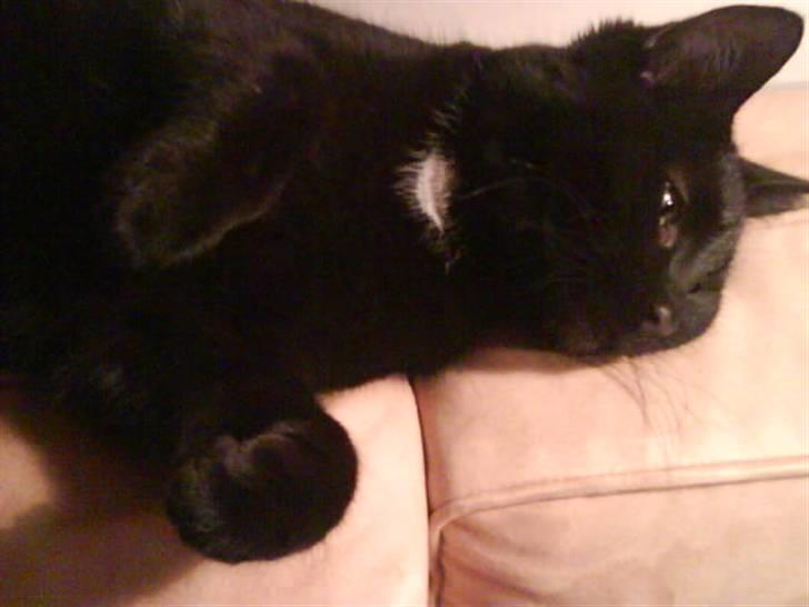 Huskat gustav (Væk!) billede 15