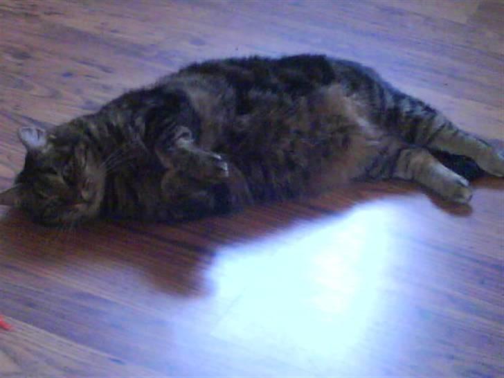 Huskat Timon billede 11