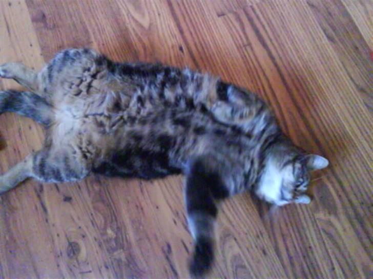 Huskat Timon billede 12