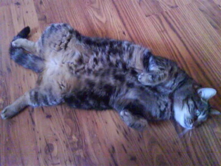 Huskat Timon billede 13