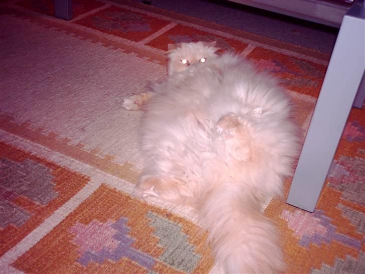 Perser miguel of clipper billede 1