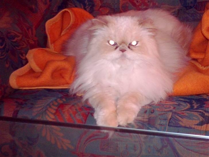 Perser miguel of clipper billede 2