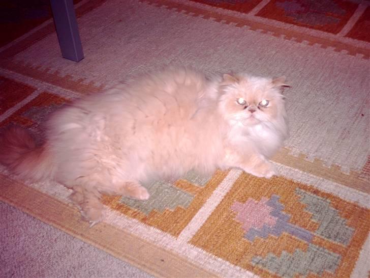 Perser miguel of clipper billede 3